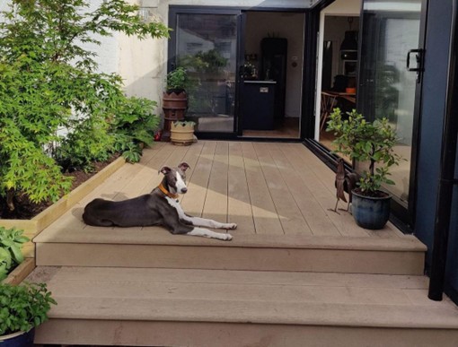 Dog lying down outside on a floor decking