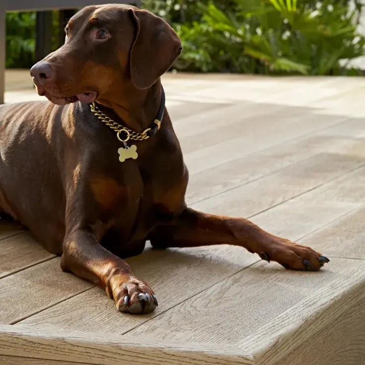 Dog lying on a decking