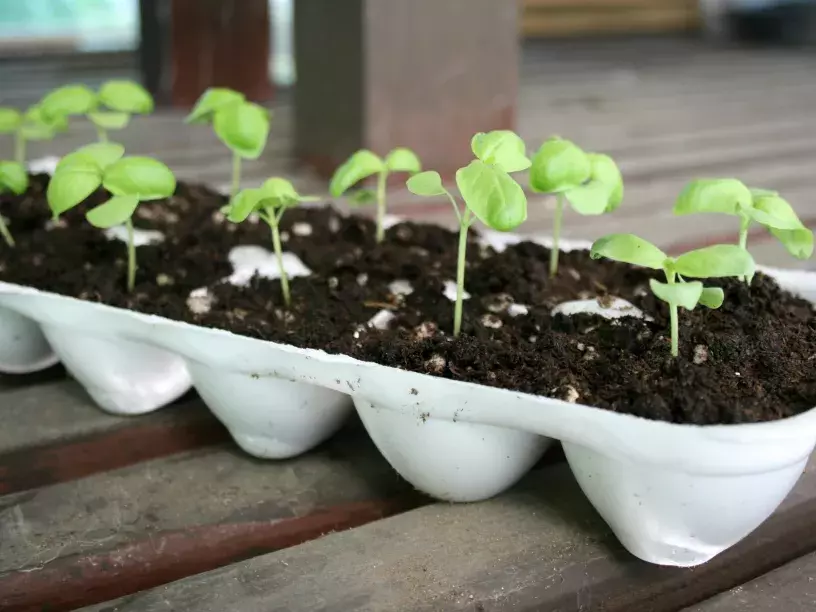 pot with seeds